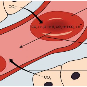 Ketone Power: The Real Superfuel