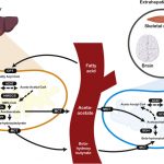 Exploring the Potential of Ketones: A Comprehensive Overview